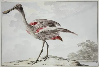 A Roseate Spoonbill (Platalea ajaja) by Аерт Шоуман, 1760 – 1780 — digital art print download