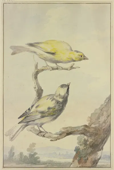 Two canaries by Аерт Шоуман, 1763 — digital art print download