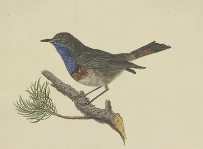 Blaukehlchen, auf einem Kiefernzweig sitzend, nach links by Ambrosius Gabler — digital art print download