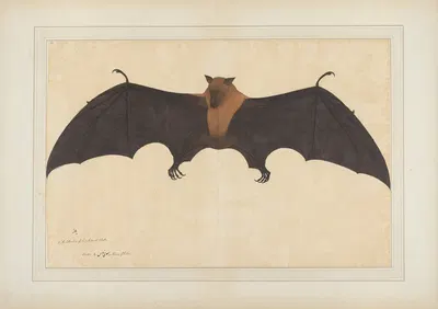 A Great Indian Fruit Bat or Flying Fox (Pteropus giganteus) by Bhawani Das — digital art print download