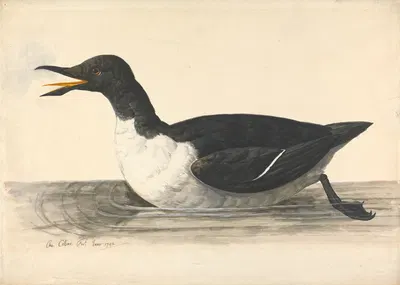 A Guillemot, June 1742 by Charles Collins, 1742 — digital art print download