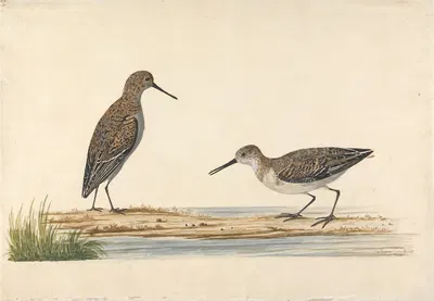A Pair of Stints by Charles Collins — digital art print download