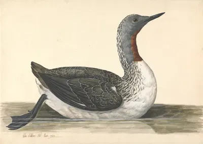 A Red Throated Diver, June 1742 by Charles Collins, 1742 — digital art print download