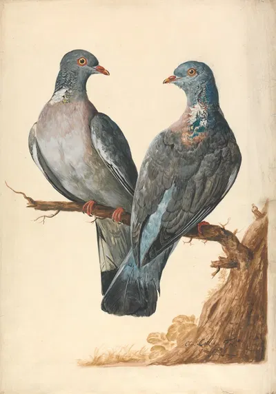 Two Wood Pigeons by Charles Collins, 1736 — digital art print download