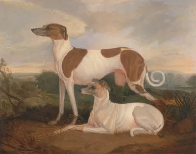 Two Greyhounds in a Landscape by Чарльз Хэнкок — digital art print download