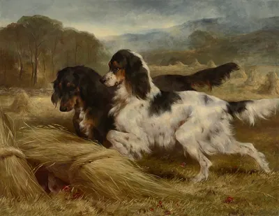 'The First of September' – An English Tricolour and a Gordon Setter with Partridge by Edwin Douglas, 1871 — digital art…