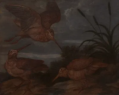 Woodcock at Dusk by Francis Barlow — digital art print download