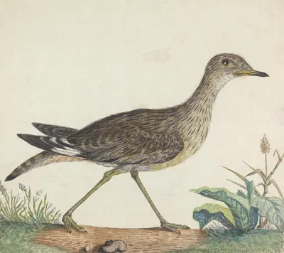 A Stone Curlew by George Edwards — digital art print download