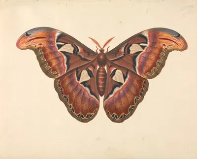 Atlas Moth by George Edwards — digital art print download