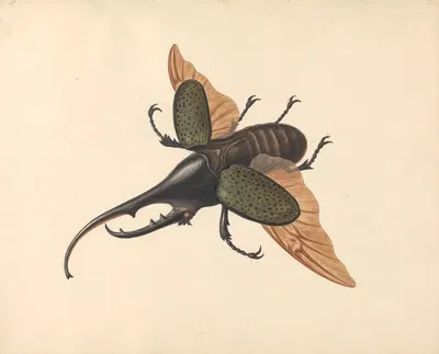 Hercules Beetle by George Edwards — digital art print download