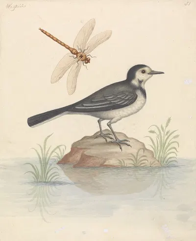 Pied Wagtail and Dragonfly by George Edwards — digital art print download