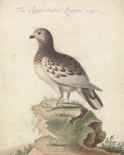 Ptarmigan by George Edwards — digital art print download
