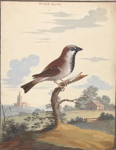 The Cock Sparrow by George Edwards — digital art print download