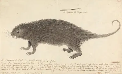 The Long-tailed Porcupine by George Edwards, 1738 — digital art print download