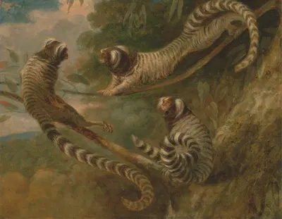 A Marmoset in Three Attitudes by Джордж Гаррад, 1793 — digital art print download