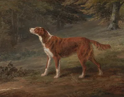 Ranger, a setter, the property of Elizabeth Gray by Джордж Гаррад, 1797 — digital art print download