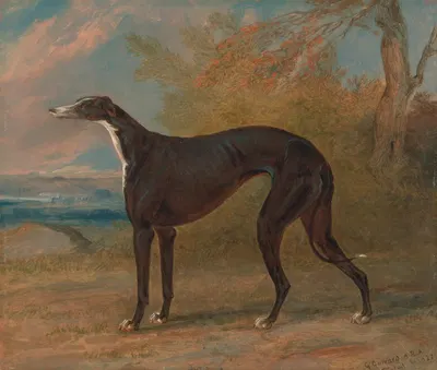 One of George Lane Fox's Winning Greyhounds; the Black and White Greyhound Bitch, Juno, also called Elizabeth by Джордж…