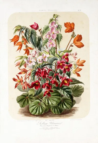 Begoniaceae ; begoniafamilie by Vilmorin-Andrieux et Cie, 1875 — digital art print download