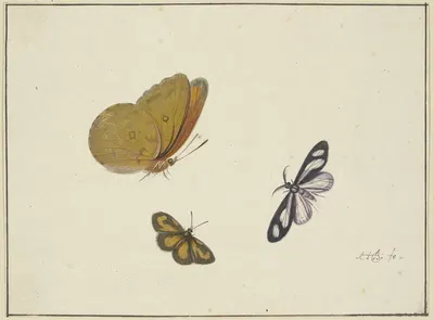 Ein gelber, ein schwarz-gelber und ein schwarz-weißer Schmetterling by Herman Henstenburgh — digital art print download