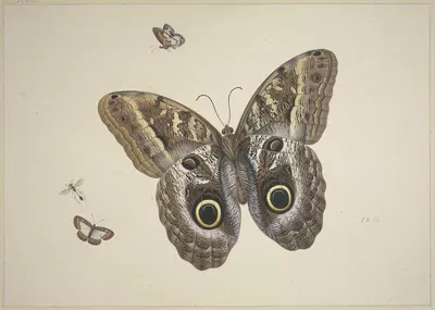 Ein großer brauner Schmetterling, zwei kleine und ein Insekt by Herman Henstenburgh — digital art print download