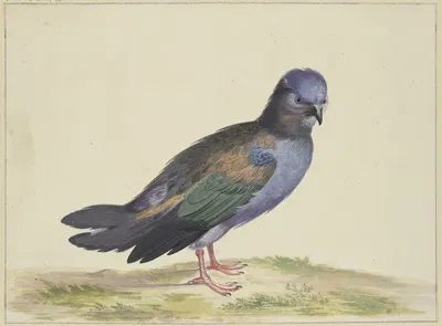 Eine blaue Taube mit grünen und schwarzen Flügeln by Herman Henstenburgh — digital art print download