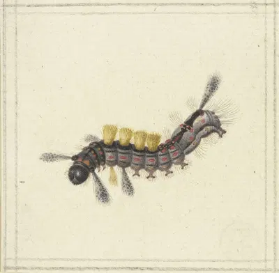 Eine schwarze und rote Raupe mit gelben Büscheln by Herman Henstenburgh — digital art print download