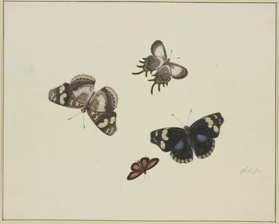 Four butterflies by Herman Henstenburgh — digital art print download