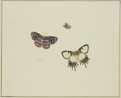 Three butterflies by Herman Henstenburgh — digital art print download