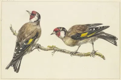 Two goldfinches by Й. Х. Ван Лун — digital art print download