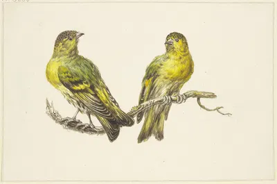 Two linnets by Й. Х. Ван Лун — digital art print download