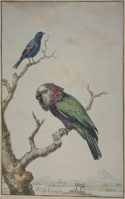 A Red-Fan Parrot (Deroptyus accipitrinus) and a Tawny-Shouldered Blackbird (Agelaius humeralis) by Jabes Heenck, 1775 —…