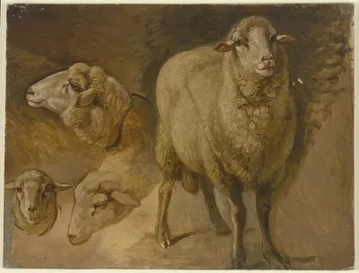 Sheep by Jakob Becker — digital art print download