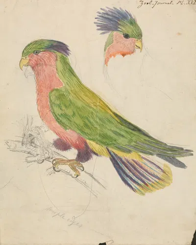 A Cockatoo by James de Carle Sowerby — digital art print download