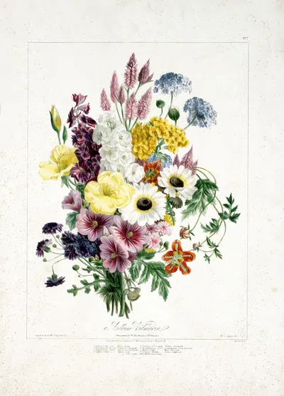 boeket by Vilmorin-Andrieux et Cie, 1857 — digital art print download