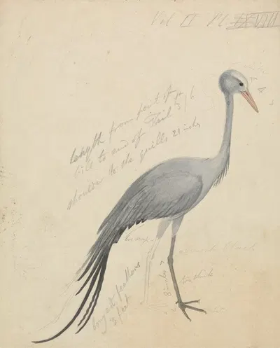 A Crane by James de Carle Sowerby — digital art print download