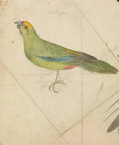 A Parrot by James de Carle Sowerby — digital art print download