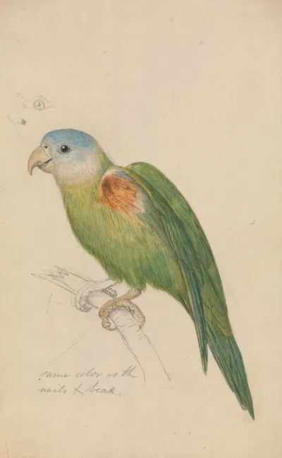 A Parrot by James de Carle Sowerby — digital art print download