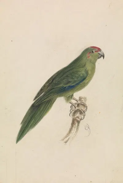 A Parrot by James de Carle Sowerby — digital art print download