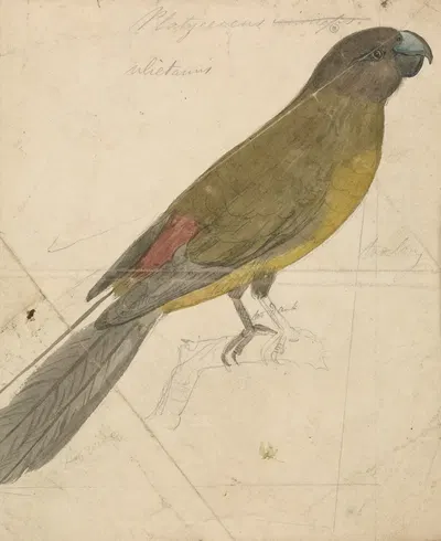 A Parrot by James de Carle Sowerby — digital art print download