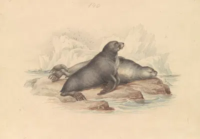 New Zealand Fur Seal or Southern Fur Seal by James Stewart — digital art print download