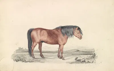 Shetland Pony by James Stewart — digital art print download