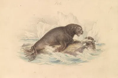 South American Sea Lion by James Stewart — digital art print download
