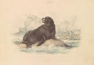 South American Sea Lion by James Stewart — digital art print download