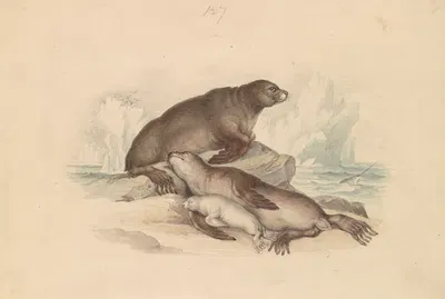 Steller Sea Lion by James Stewart — digital art print download