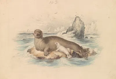 The Bearded Seal by James Stewart — digital art print download