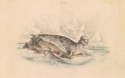 The Crested Seal by James Stewart — digital art print download