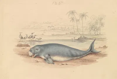 The Dugong by James Stewart — digital art print download