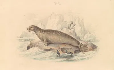 The Leopard Seal by James Stewart — digital art print download