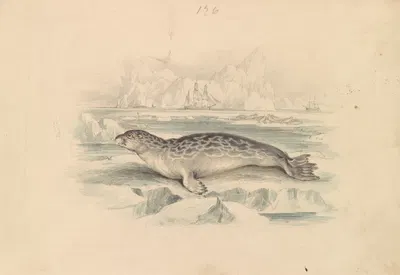 The Ringed Seal by James Stewart — digital art print download