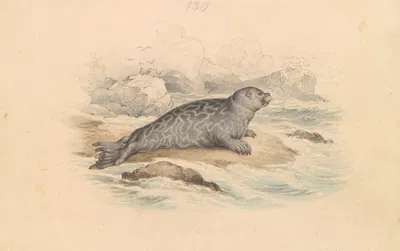 The Ringed Seal by James Stewart — digital art print download